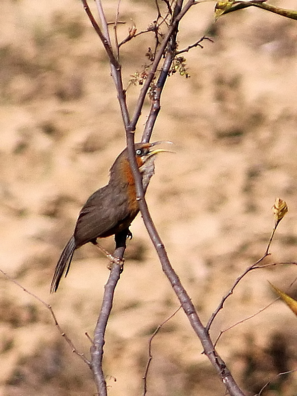 Rusty-cheeked Scimitar-babbler